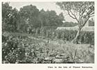 Victoria Road/Isle of Thanet Nurseries  [Guide 1900]